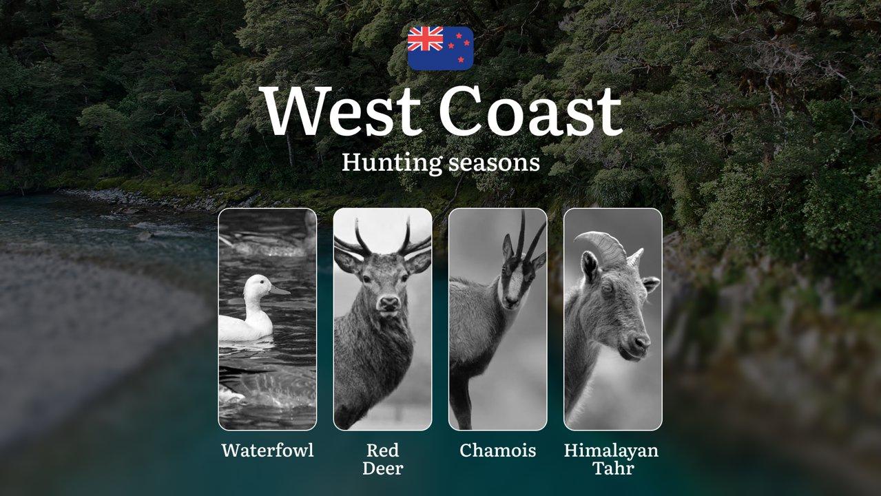 New Zealand’s WEST COAST: Best Seasons for Hunting, Rules and Time for Trophies, Bans and Restrictions of hunting

Regulation of Hunting Seasons on the West Coast

On the