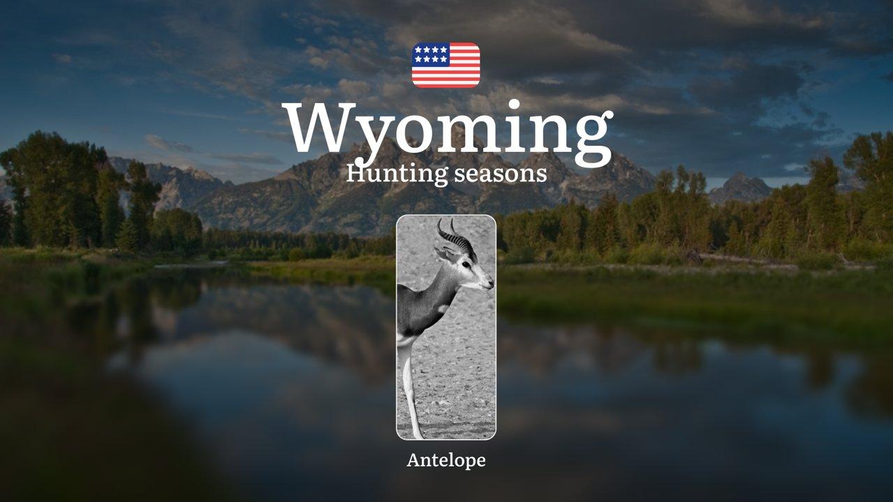 Wyoming for Antelope: Hunting Periods, Opening and Closing Dates, Licenses, Rules, and Restrictions and Bans for Violating Hunting

Hunting antelope (Antilocapra american