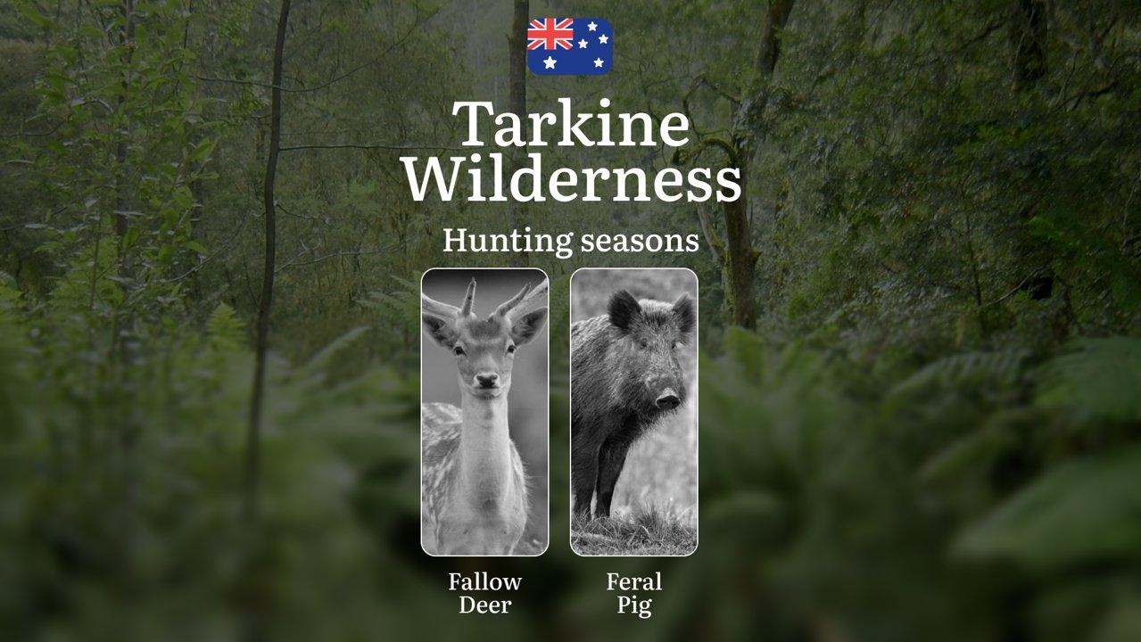 Tarkine Wilderness Hunting Calendar: When the Ancient Rainforest Reveals Its Game - Wallaby, Deer and Wilderness Pursuits

Hunting Regulations & Seasonal Framework in The