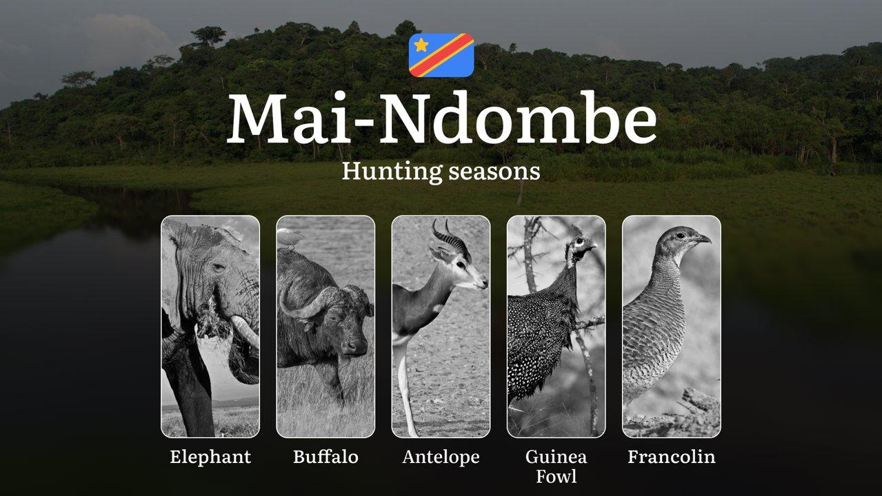 Mai-Ndombe: Official Hunting Dates, Legal Limits, Licensing Standards, Gear Strategies, Tools, and Tactics 