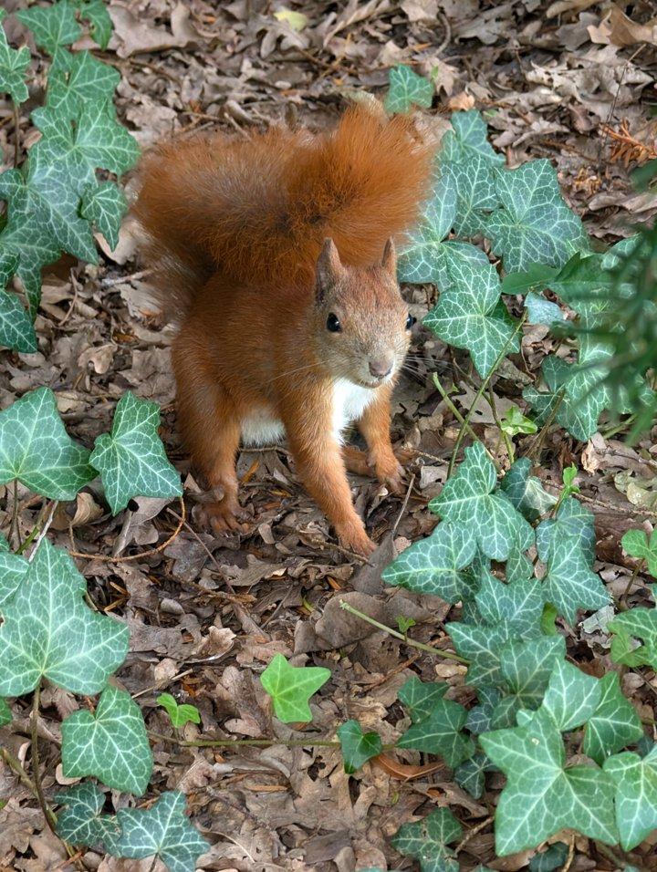 Dzień dobry, pani 🐿️