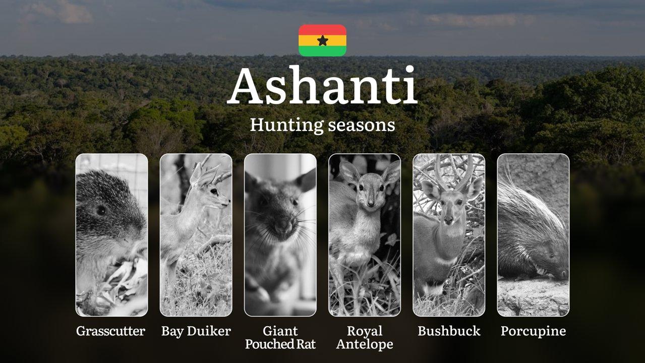 Hunting Calendar in Ashanti: The Thrill of Hunting Events and Traditions, Legislation & General Hunting Rules and Permits
Hunting Seasons and Legal Framework in the Ashan