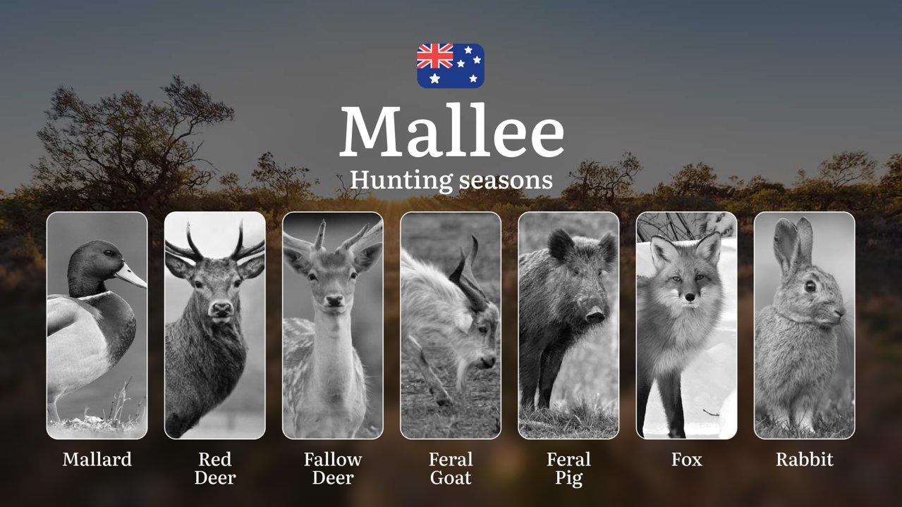 Mallee Hunting Seasons Unlocked: When the Outback Comes Alive - Deer, Duck and Desert Game Timings

Hunting Regulations & Seasonal Framework in the Mallee

The Mallee reg