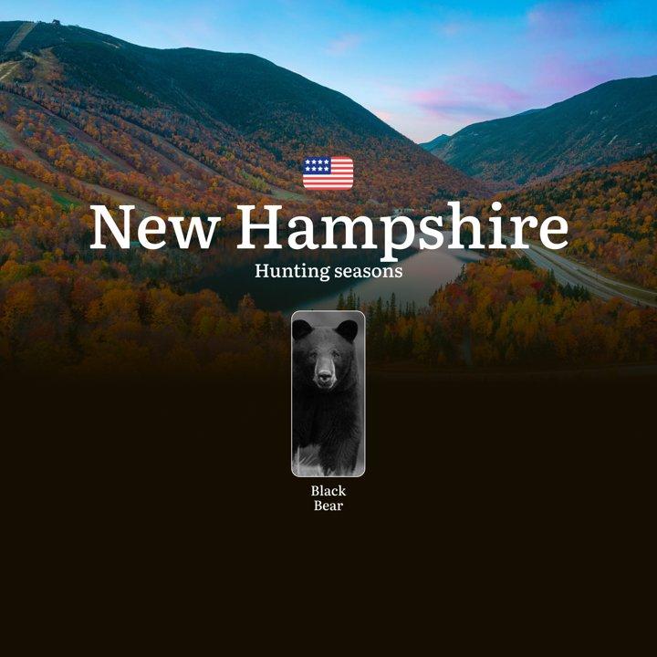 Black Bear Hunting Seasons in New Hampshire: Hunting Calendar, Rules, Dates, Licenses and Tips, Penalties for Violating Hunting

Hunting black bears in the U.S. state of 