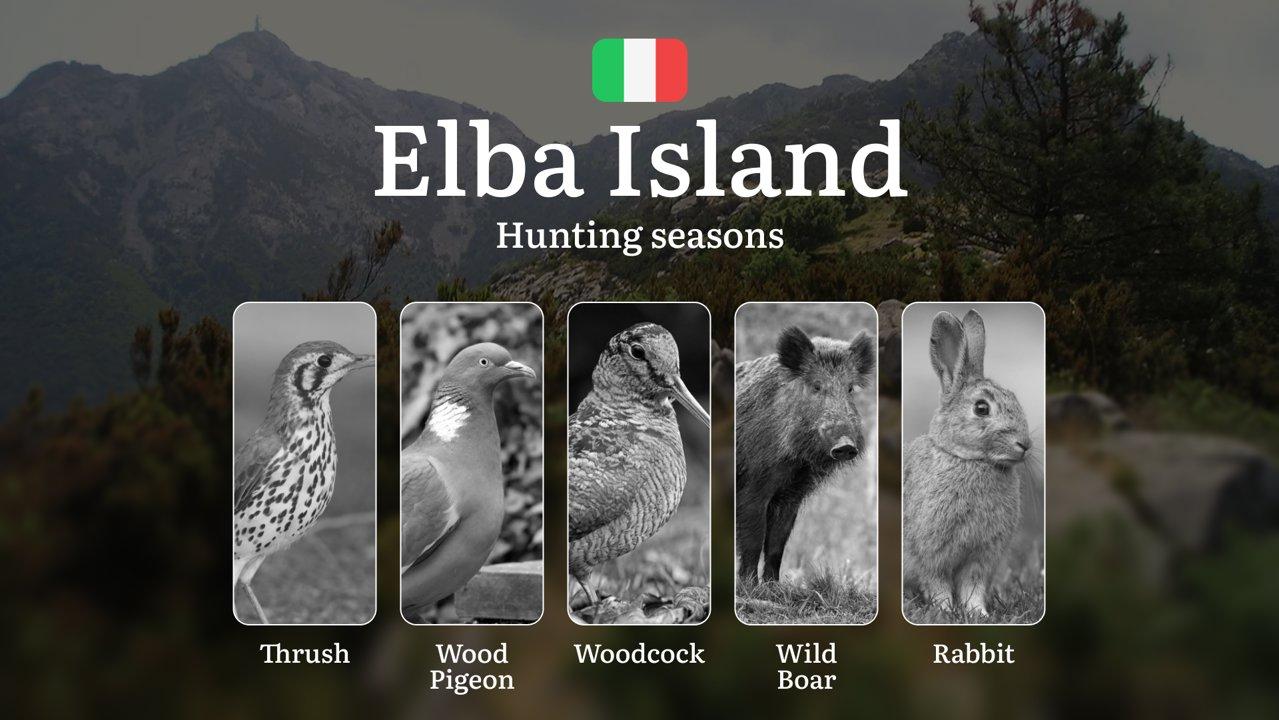 Elba's Hunting Secrets: Mastering Seasons, Permits & Island Traditions in Tuscany's Crown Jewel

Nestled in the Tyrrhenian Sea, Elba Island offers hunters a unique Medite