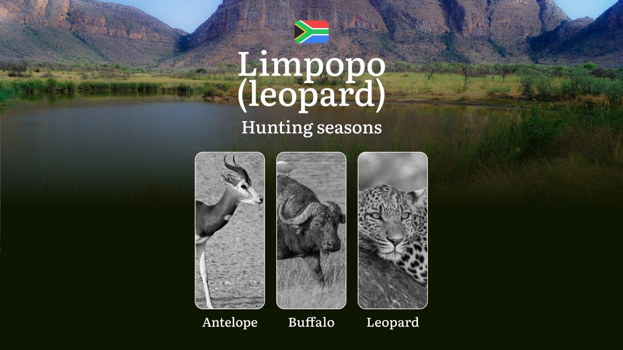 Dates of Leopard Hunting in Limpopo: Seasons and Time, Restrictions and Bans on Hunting, Tips for Preparing for a Hunt
