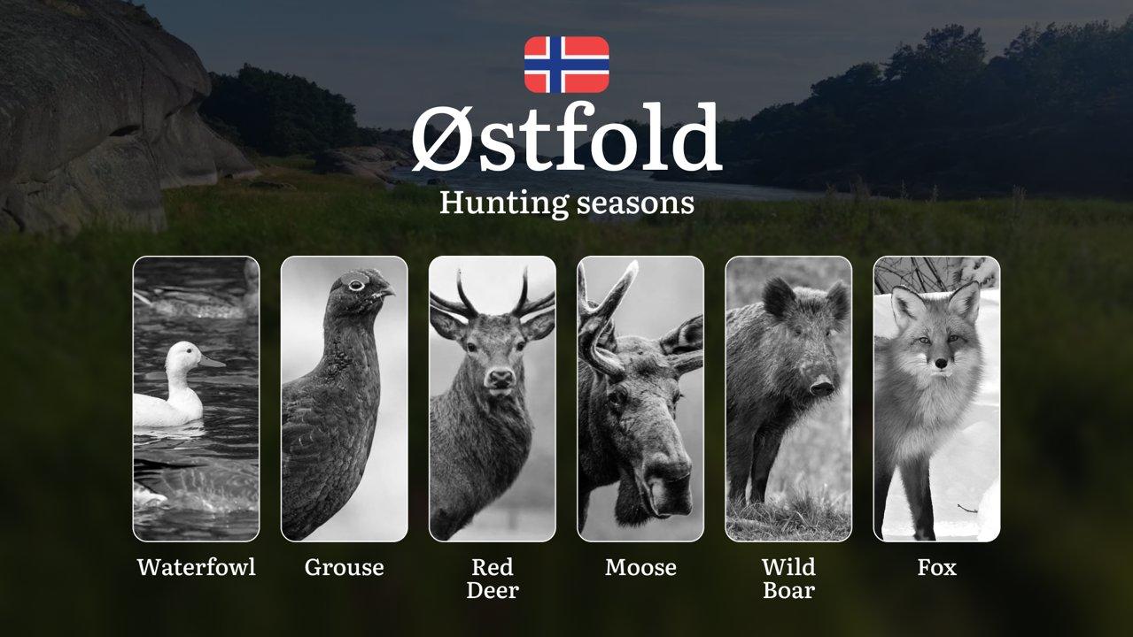 Hunting Periods and Local Rules in Østfold: Species You Can Hunt Throughout the Year, Seasonal Activity of Game, and the Steps to Get a Legal Hunting License in the Regio