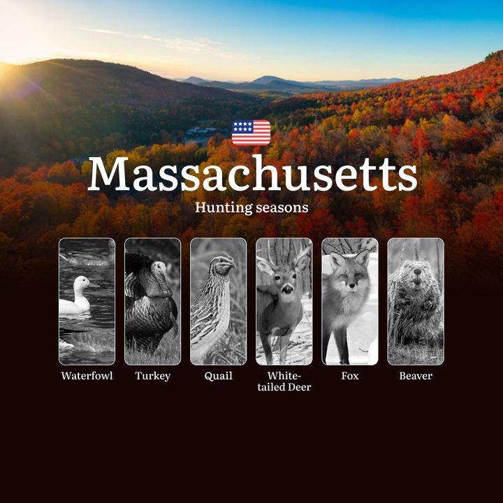 Seasons of Hunting in the USA, Massachusetts: Timing, Licenses and Rules, Restrictions and Prohibited Species