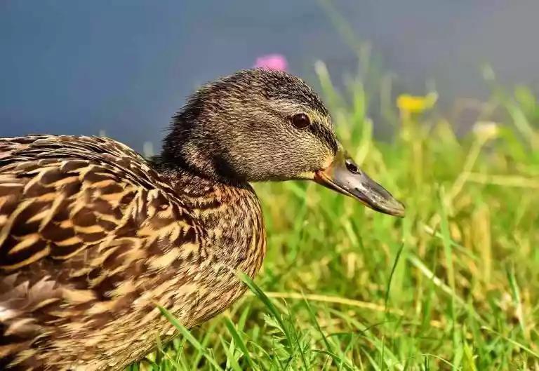 Grippe aviaire: le niveau de risque passe à «élevé» en France, impact direct sur la chasse au gibier d’eau 

Le ministère de l’Agriculture a relevé le niveau de risque li
