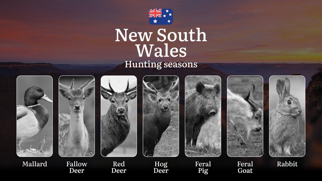 Timing the Chase: A Deep Dive into NSW’s Hunting Calendar, Animal Behavior, and Unwritten Rules of the Field

General Rules and Season Dates in New South Wales

In New So