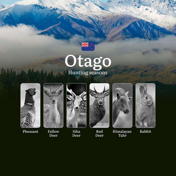 Time of hunting, Equipment and Tactics in New Zealand: OTAGO Region – Seasons, Licences and Rules 