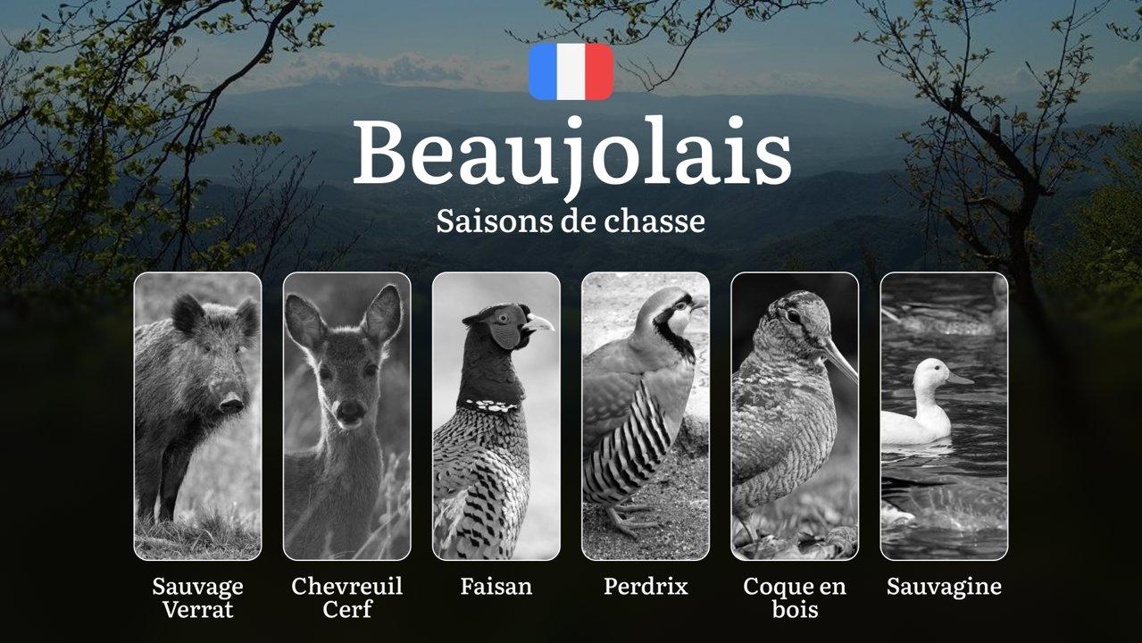 Saisons de Chasse en BEAUJOLAIS: Dates Clés, Règles Générales,  Zones Protégées et Conseils Pratiques