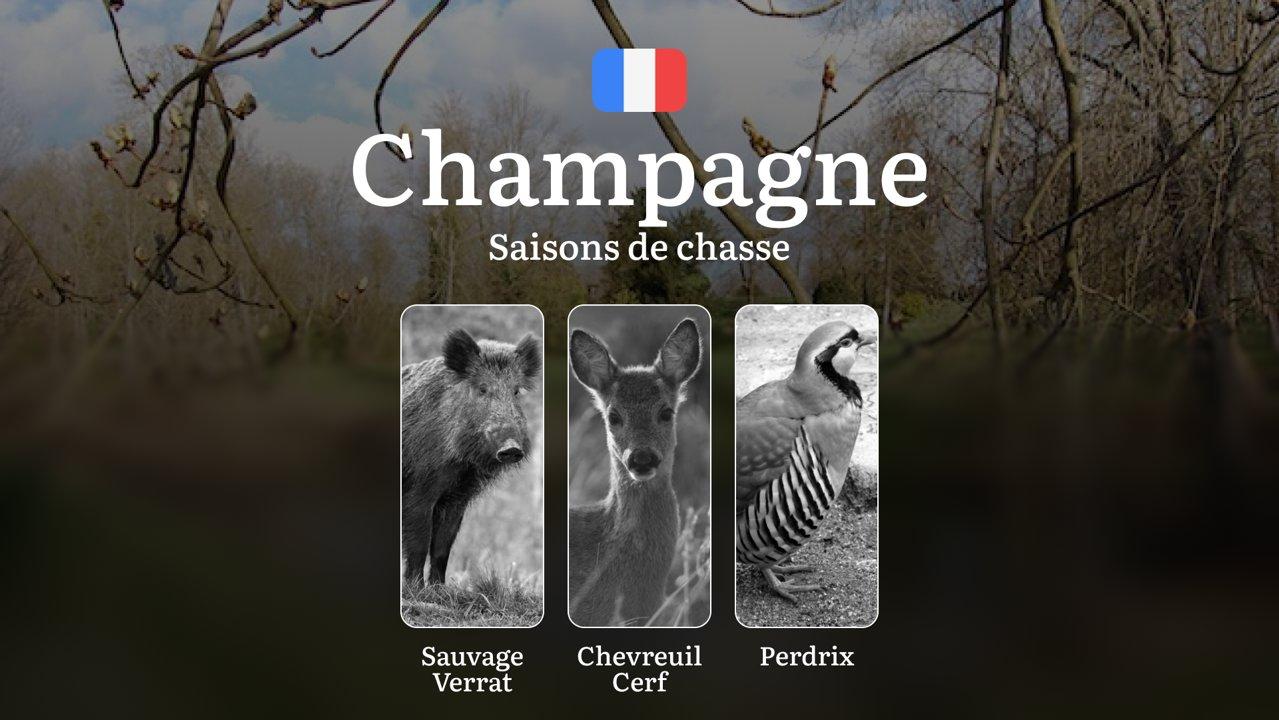 Saisons de chasse en CHAMPAGNE: Calendrier Officiel, Réglementation Locale, Spécificités Saisonnières et Obtention des Permis