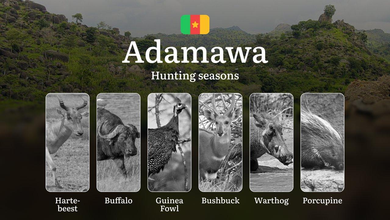 Hunting Laws and Seasons in Adamawa: General Hunting Rules, Permits, Restrictions & Time-Honored Events 

Hunting Seasons and Regulations in Adamawa

In Adamawa, hunting 