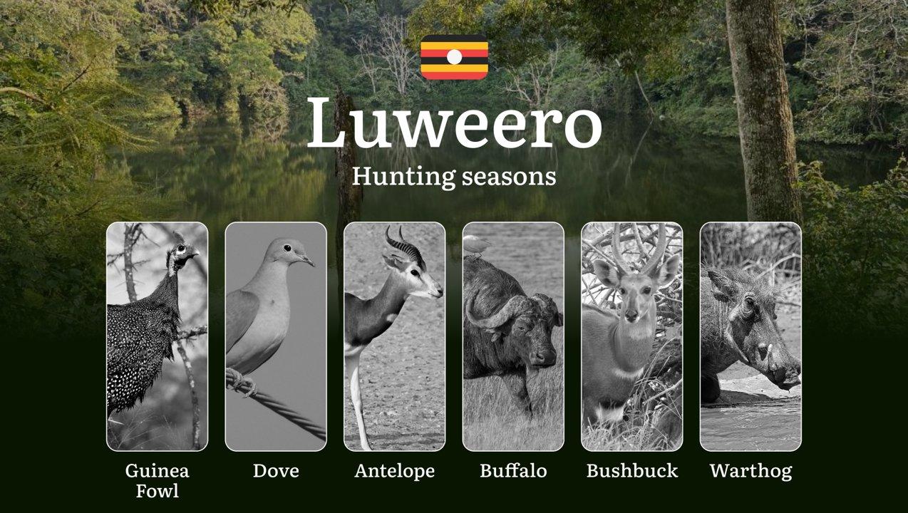 Luweero: Designated Hunting Periods, <strong>Legal</strong> Limits and Seasonal Restrictions, Licensing Rules, Penalties <strong>for</strong> Violations, Planning, Timing