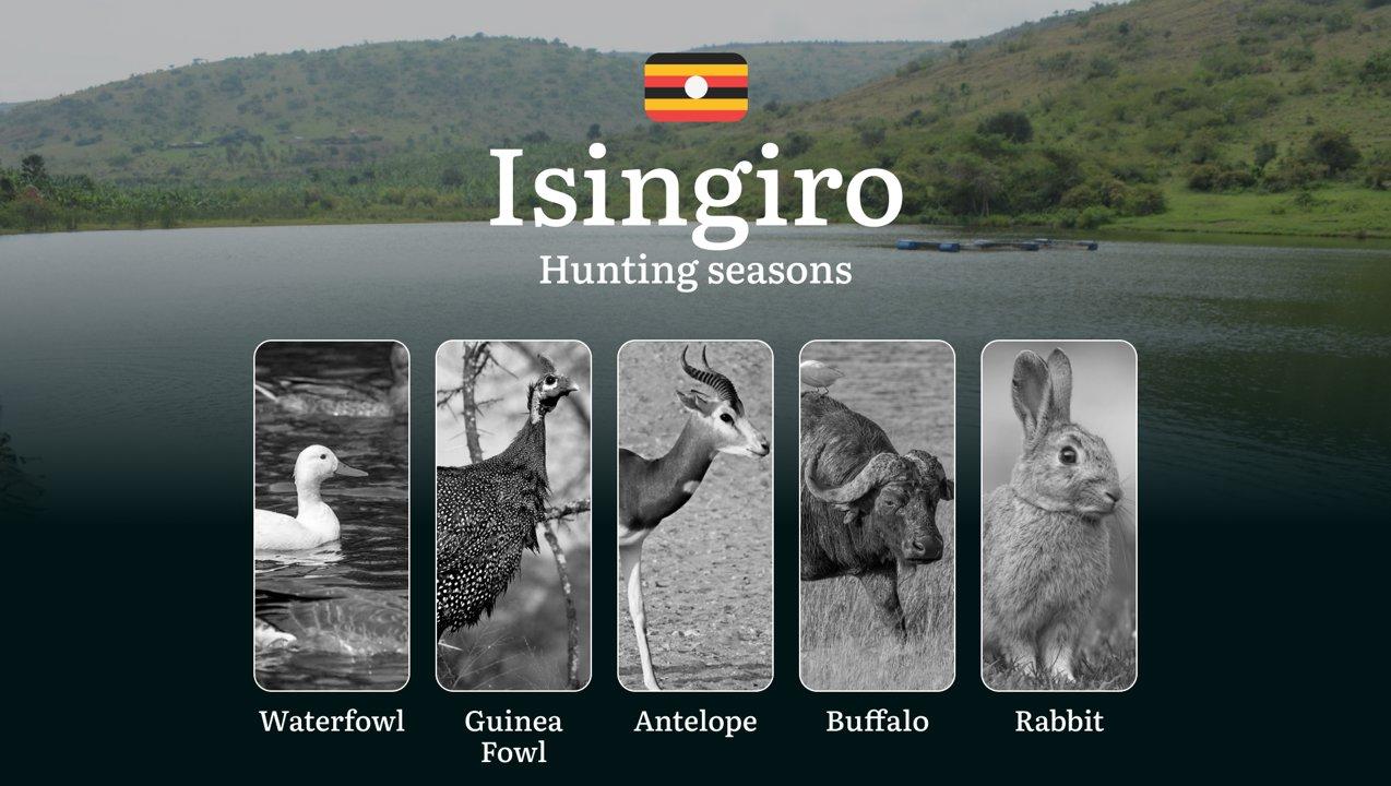 Hunting Date Ranges in Isingiro: Hunting Periods, Legal Limits and Seasonal Bans, Licensing Rules, Fines and Consequences, Strategic Planning, Timing, Equipment