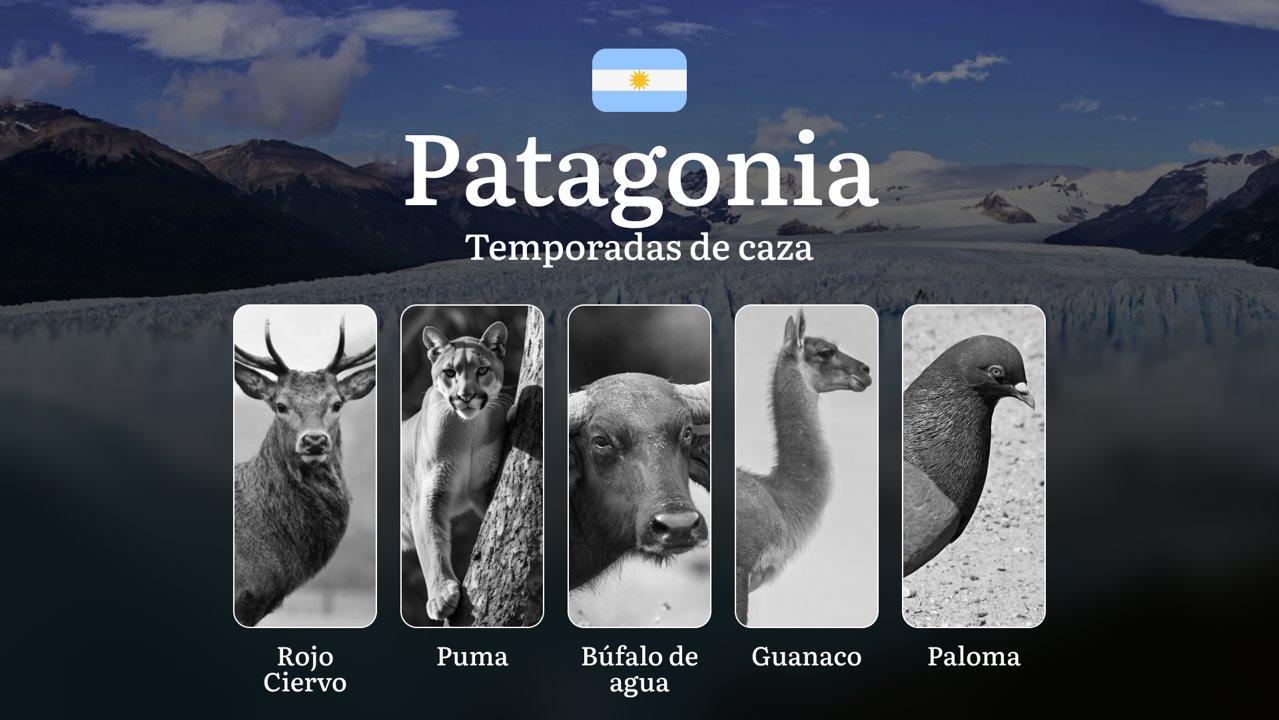 Caza en la Patagonia: Temporadas, Reglas y Consejos, Sanciones y Normas para una Caza Trofeo Exitosa
