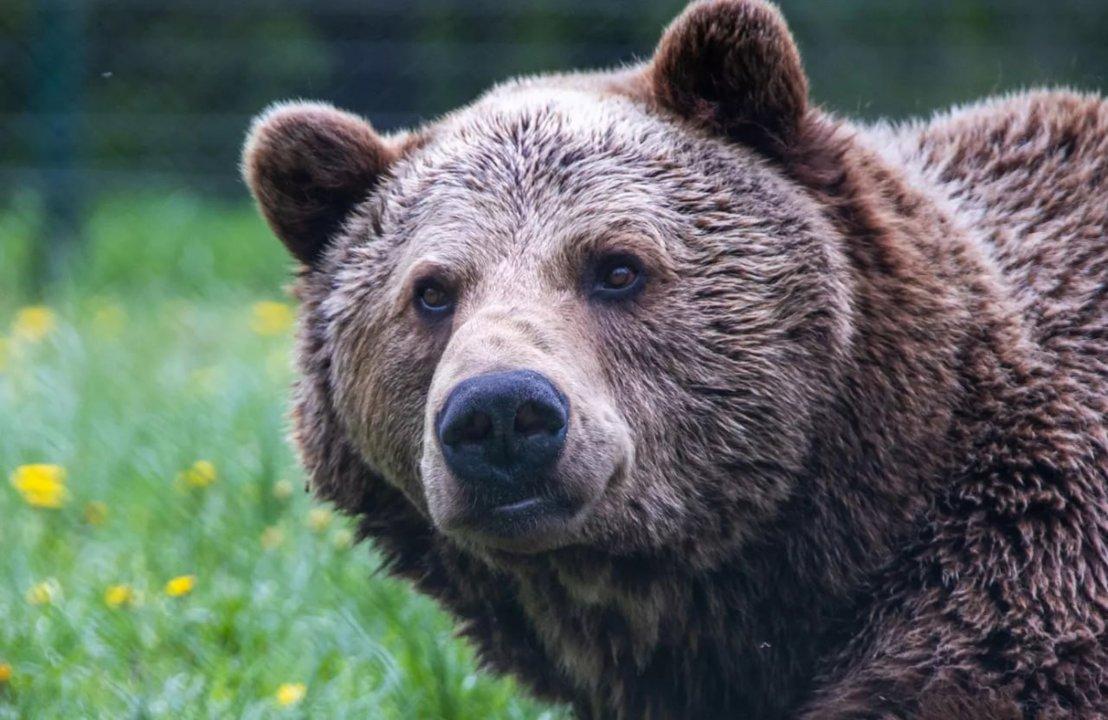 Стало известно, сколько охотники добыли медведей в Беларуси