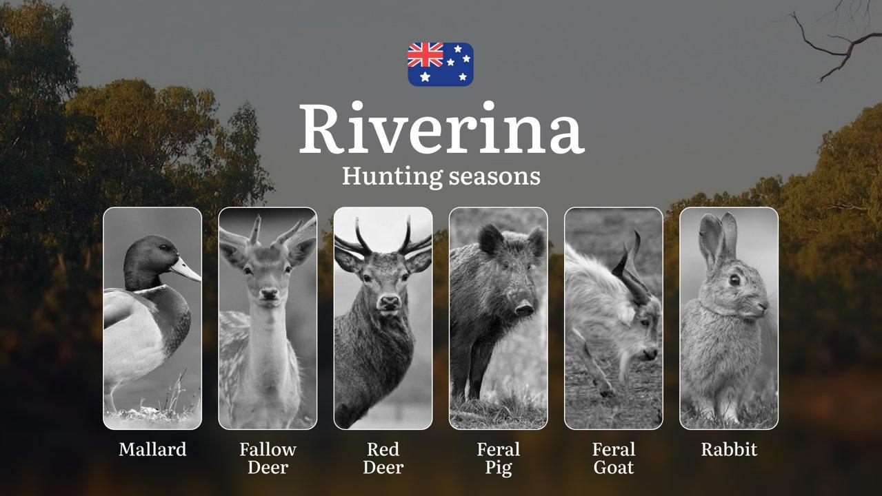 Riverina's Hunting Calendar: When the Plains Come Alive – Seasons, Strategies & Prime Times for Australian Wetland and Woodland Game

Core Hunting Seasons & Regulatory Fr