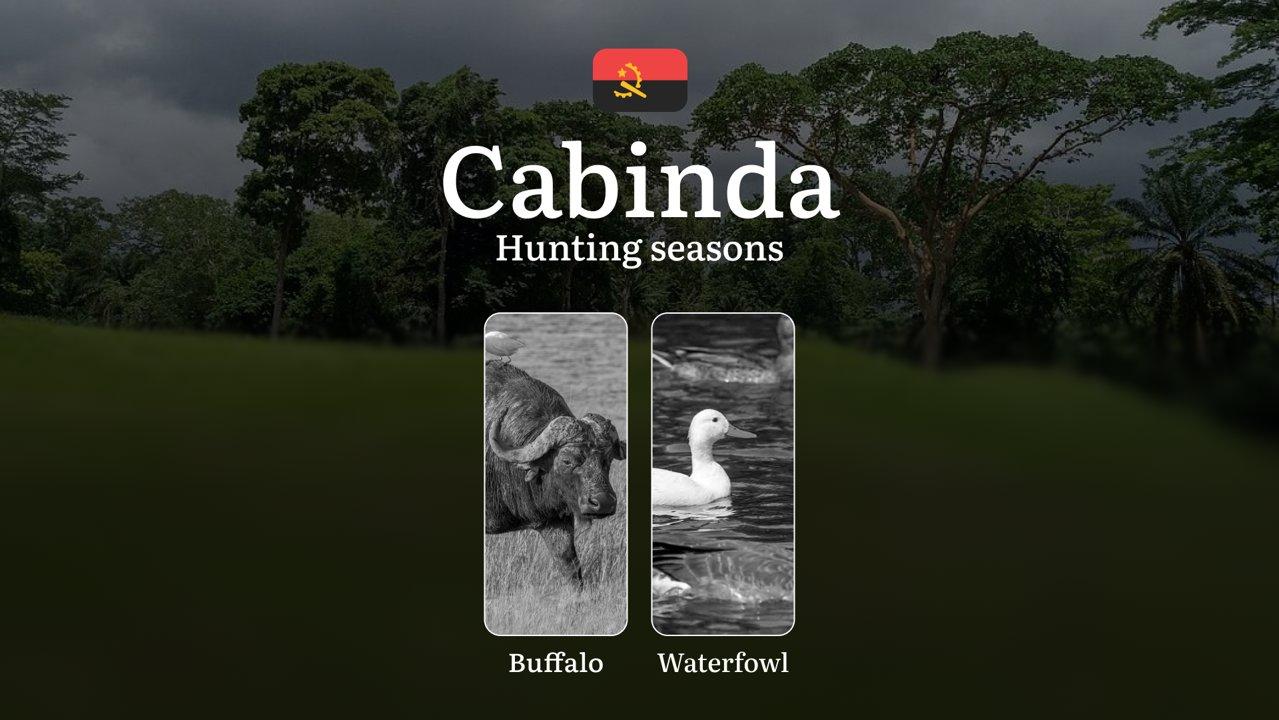 Hunting in Cabinda: Understanding Hunting Calendar, Legal Permits and Restrictions, Local Hunting Traditions