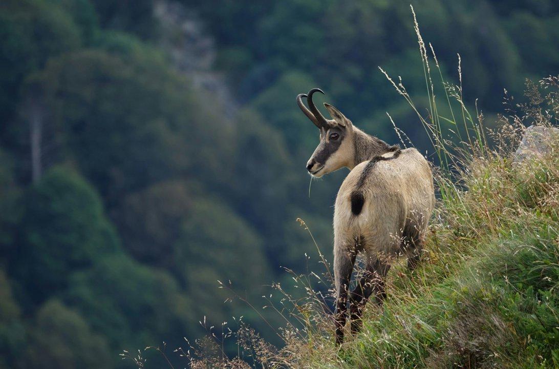 La Chasse dans les ALPES-MARITIMES: Explorez la Géographie, Naviguez dans la Législation et Découvrez des Traditions
