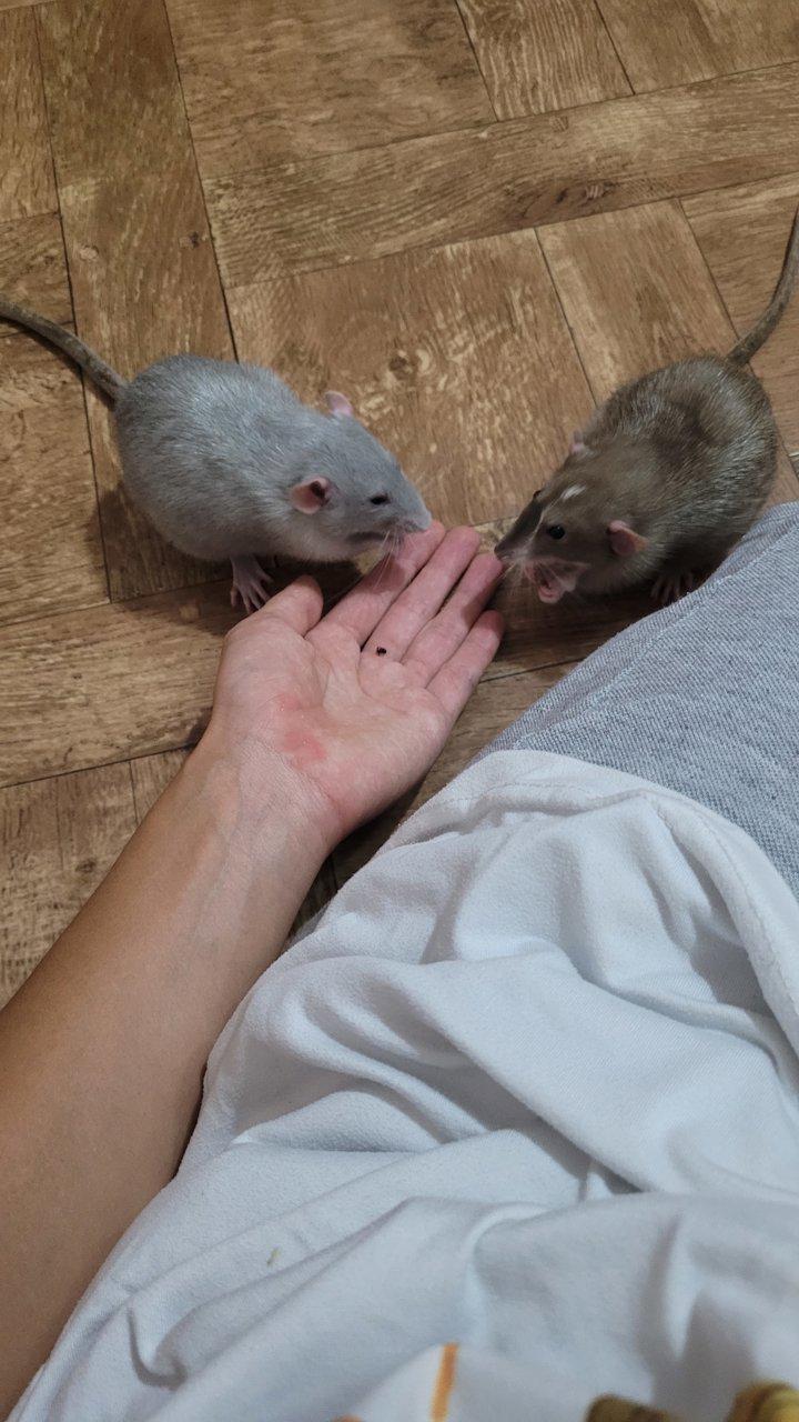 Местные голуби