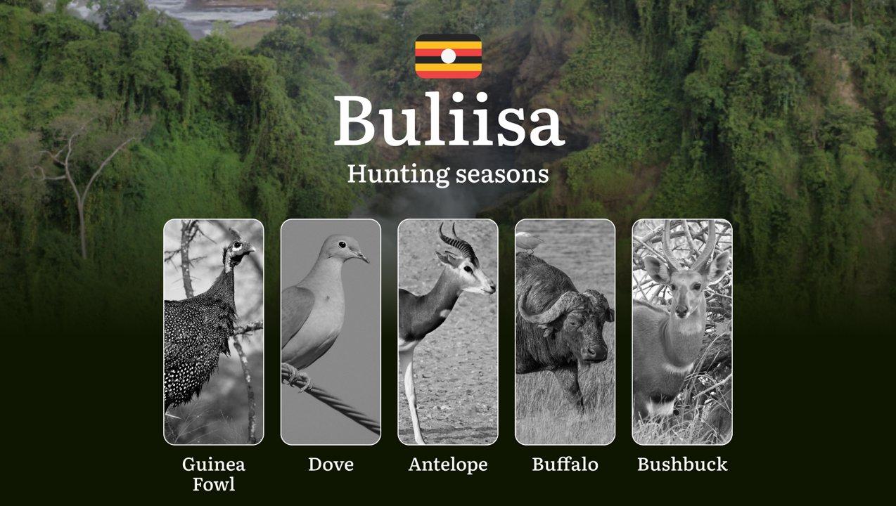 Hunting Season Dates in Buliisa: Regulatory Caps and Seasonal Closures, License Requirements, Penalties and Legal Outcomes for Infractions, Strategic Planning, Best Timing, Equipment Selection