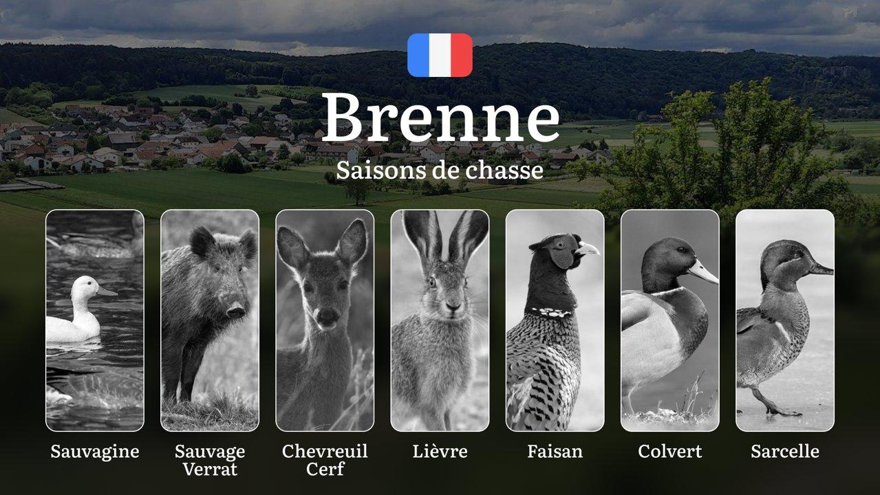 Saisons de Chasse en BRENNE: Calendrier Officiel, Restrictions Légales, Obtention des Permis et Conseils Pratiques