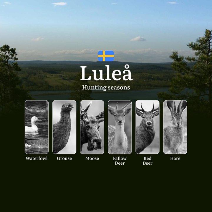 Hunting Periods in LULEÅ: When and What You Can Hunt, Seasonal <strong>Game</strong> Patterns, and Everything You Need to Know to Obtain a Valid Hunting License in the Re