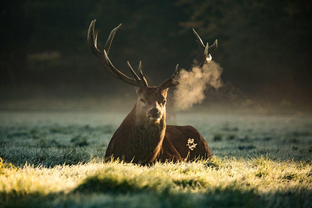La Chasse en HAUTE-VIENNE: explorez la géographie, naviguez dans les saisons de chasse et découvrez les associations

Le département de la Haute-Vienne, situé dans la rég
