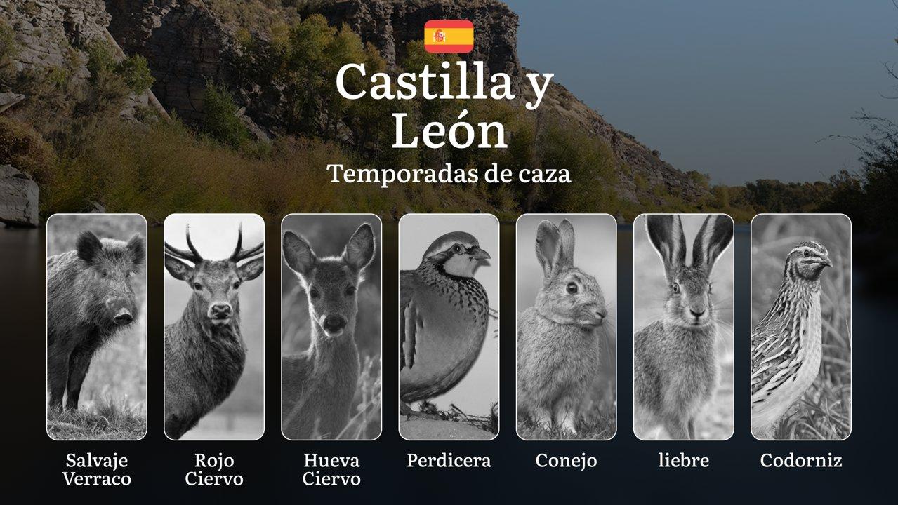 Caza en CASTILLA Y LEÓN: Temporadas y períodos de caza, Normativas y Licencias – Planificación y Legal para el Cazador

Castilla y León es uno de los territorios cinegéti