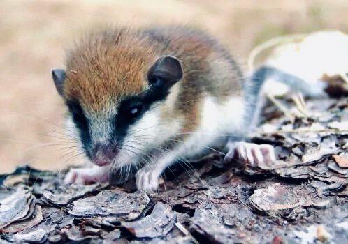 СОНЯ САДОВАЯ: описание, охота на соню, повадки, методы охоты, трофейная ценность и правила добычи, фото.

1. Введение: что за зверек СОНЯ САДОВАЯ

Соня садовая (Eliomys q