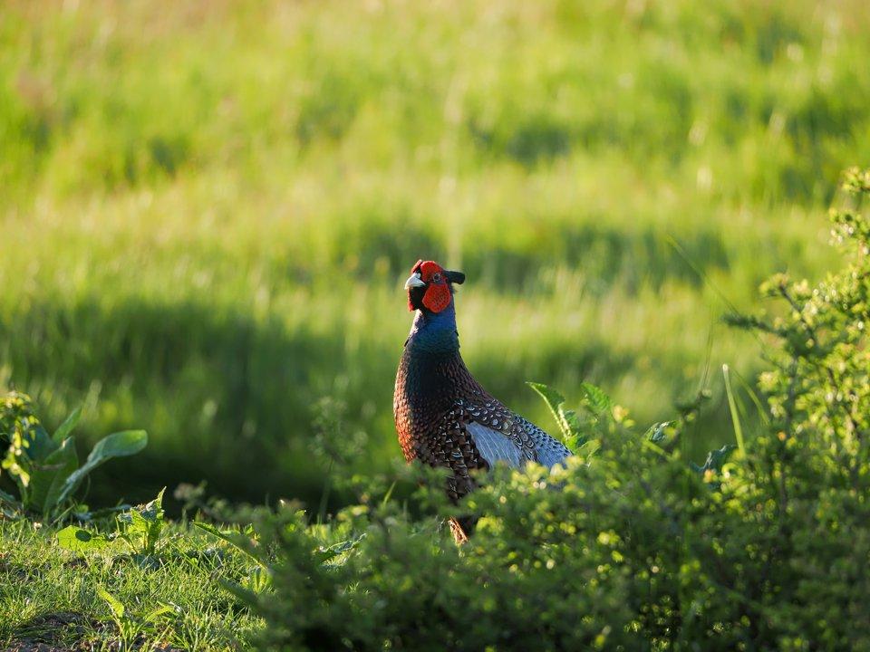 La Chasse au LOT-ET-GARONNE: explorez les spécificités, naviguez dans la démographie et découvrez des faits intéressants

Le département du Lot-et-Garonne, situé en régio