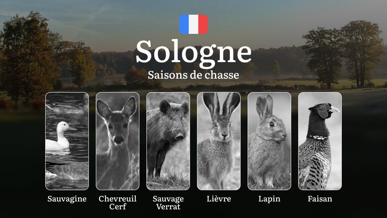 Saisons de chasse en SOLOGNE: Dates d'Ouverture et Fermeture, Permis Indispensables, Règles Locales et Périodes Clés