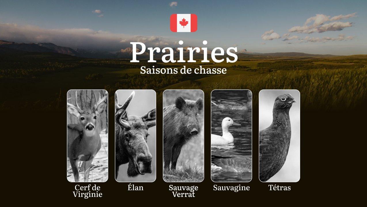 Saison de chasse dans les PRAIRIES canadiennes: dates, réglementations et stratégies locales