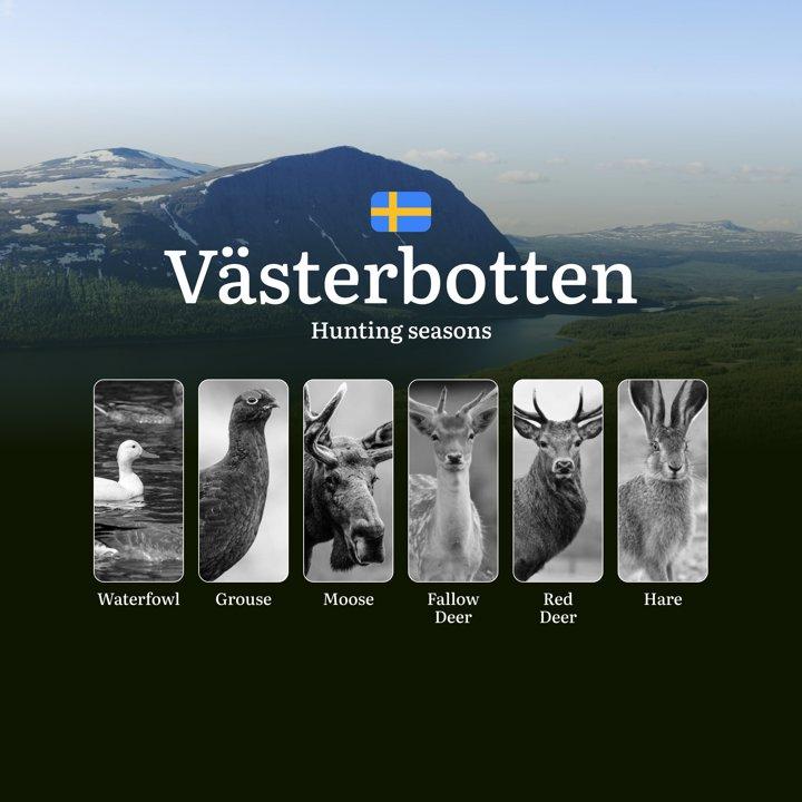 Hunting Periods and Permits in VÄSTERBOTTEN: A Detailed Look at <strong>Game</strong> Movement Throughout the Year, Seasonal Limits, and How to Apply for a Hunting Licens