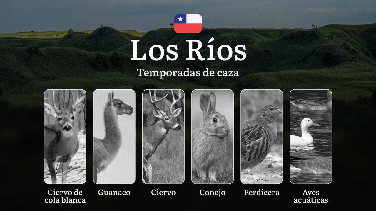 Fechas de caza en La Región de Los Ríos, Chile:normas y plazos de caza, especies protegidas y restricciones legales, una licencia de caza