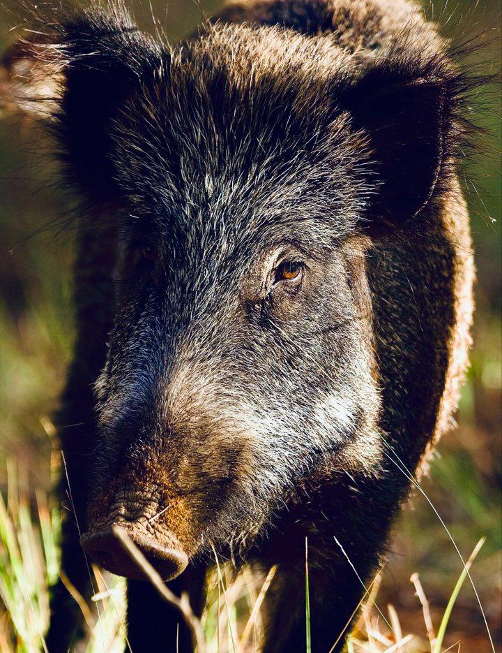 КАБАН ДИКИЙ: описание, охота на кабана, где обитает, методы, трофей клыкастый, фото.
1. Введение: что за животное дикий кабан?
Дикий кабан (лат. Sus scrofa), также изве