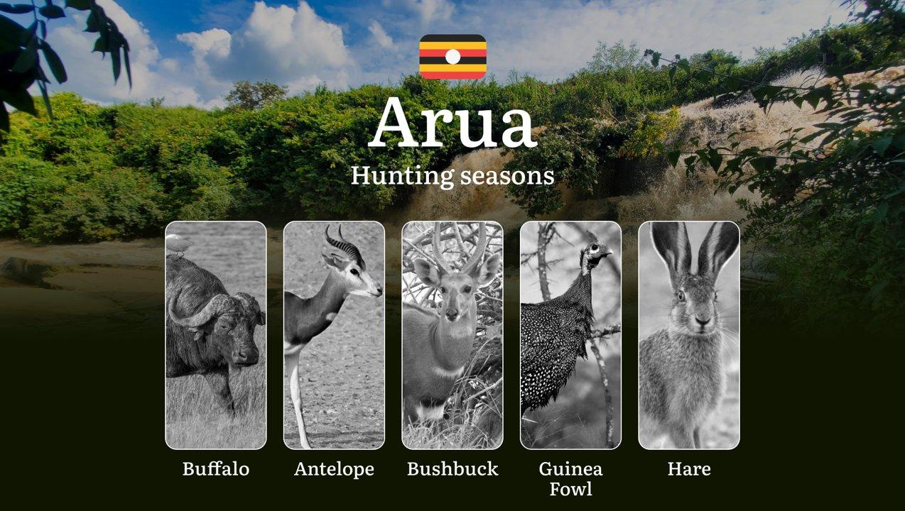 Hunting Season Dates in Arua: Regulatory Caps and Seasonal Closures, License Requirements, Penalties and Legal Outcomes for Infractions, Strategic Planning, Best Timing, Equipment Selection