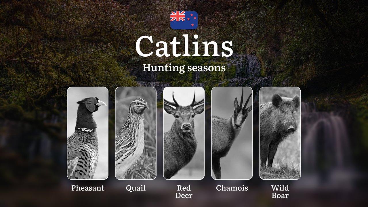 CATLINS Forest Region: Rules, Dates, and Features, Periods and Types of Game, Tips for Choosing Time, Location, and Tactics 

The Catlins Forest region on New Zealand’s S