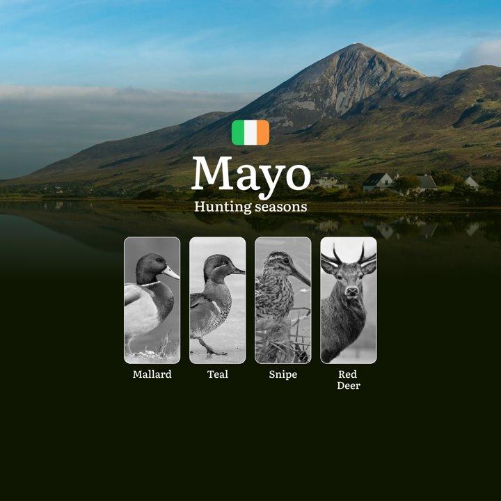 Beyond the Calendar: How MAYO'S Extreme Weather and Ancient Landscapes Shape the Perfect Hunt

Hunting Regulations & Seasonal Framework in Mayo

County Mayo operates unde
