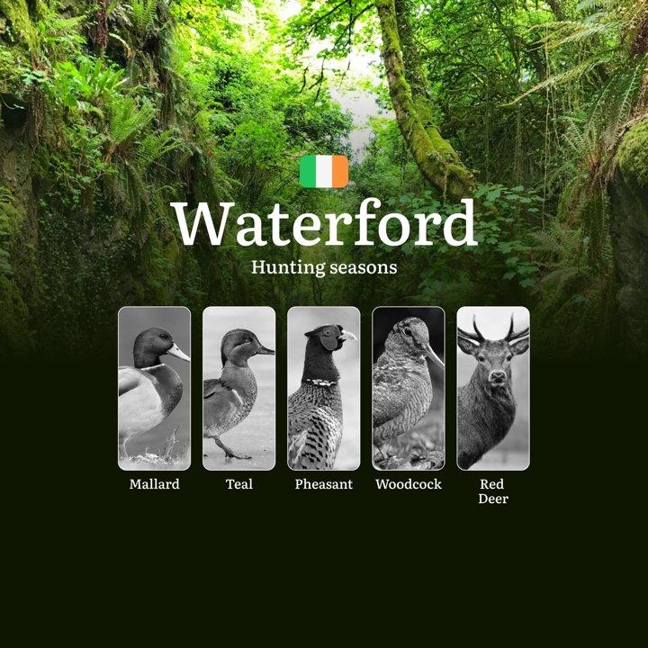 WATERFORD Hunting Seasons: When the Suir Valley Comes Alive - Pheasant, Woodcock and Irish Field Sports

Hunting Regulations & Seasonal Framework in Waterford

County Wat
