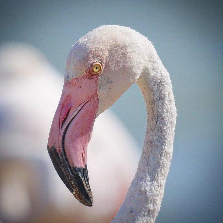 Flamand <strong>rose</strong> 🦩