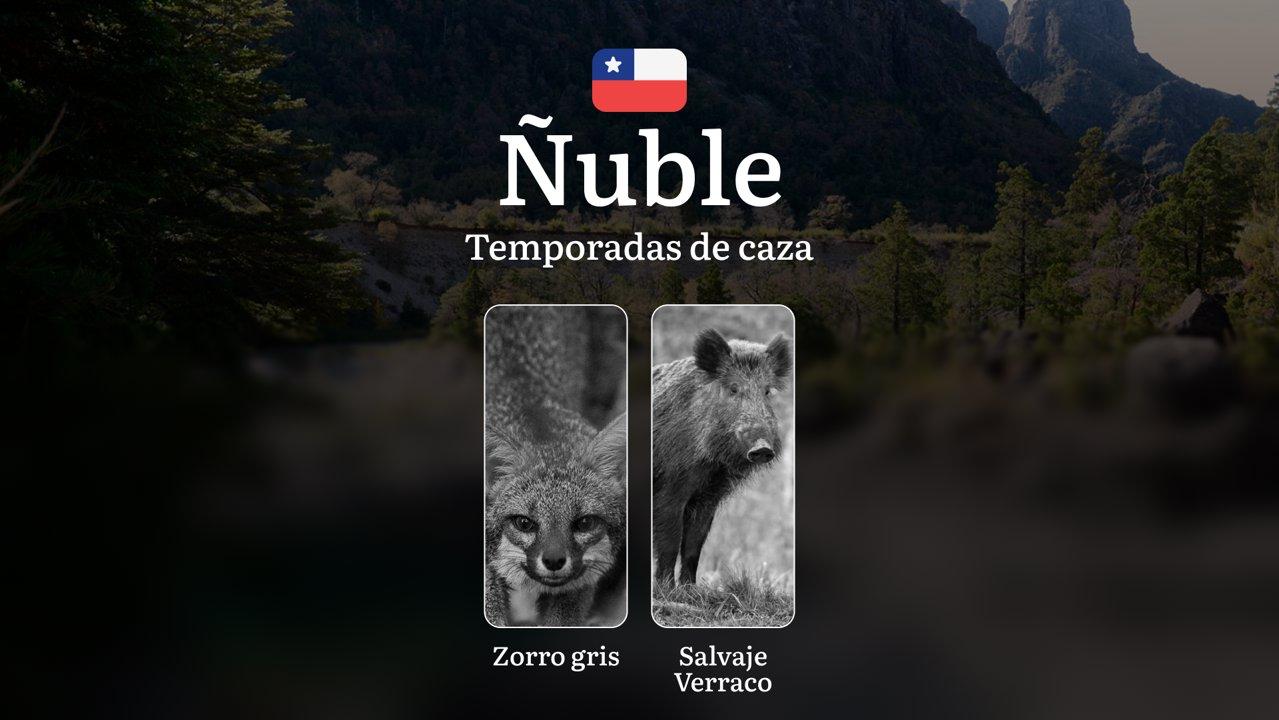 Temporadas de caza en la región de Ñuble, Chile: fechas, licencias, normas y mejores épocas para la caza, prohibiciones y restricciones