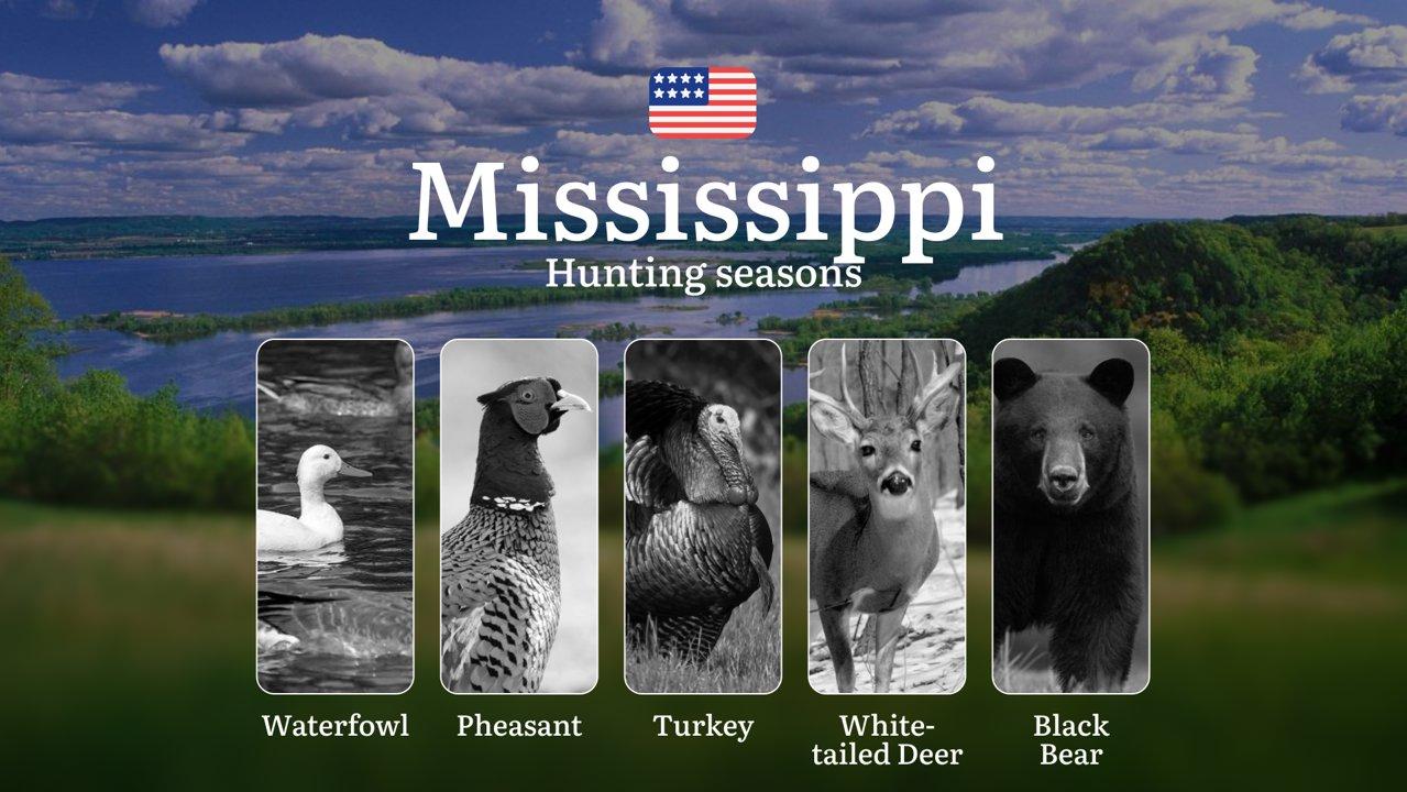 Hunting Seasons in Mississippi: Diversity, Features, and the Best Time to Hunt, Prohibitions and Restrictions, Tips for Choosing Time, Location, and Hunting Tactics 

Whe