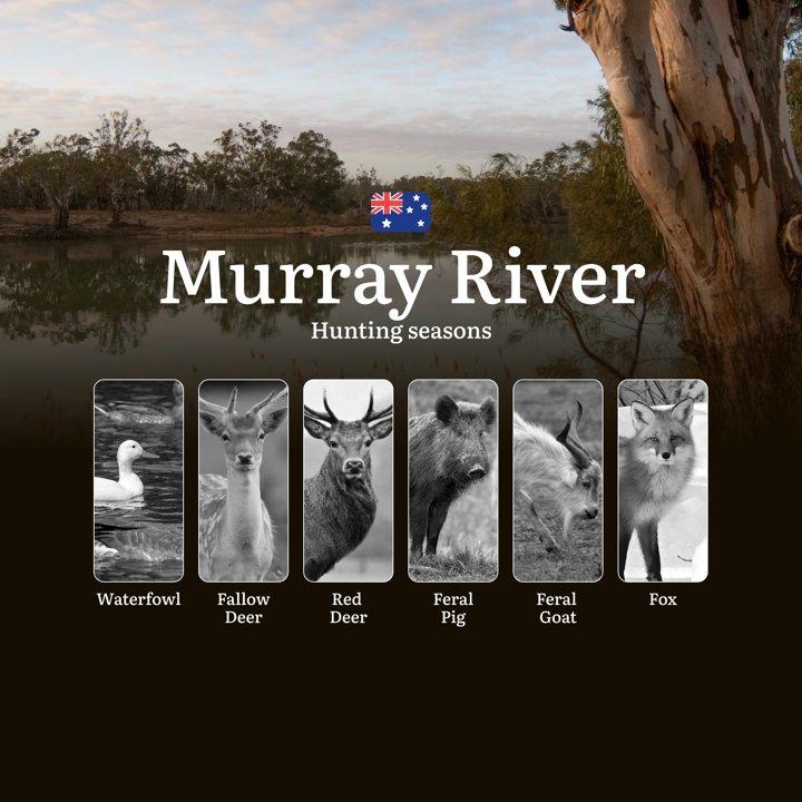 Murray River Hunting Calendar: When the Waterways Come Alive - Duck, Deer and Riverland Game Pursuits

Hunting Regulations & Seasonal Framework in the Murray River

The M