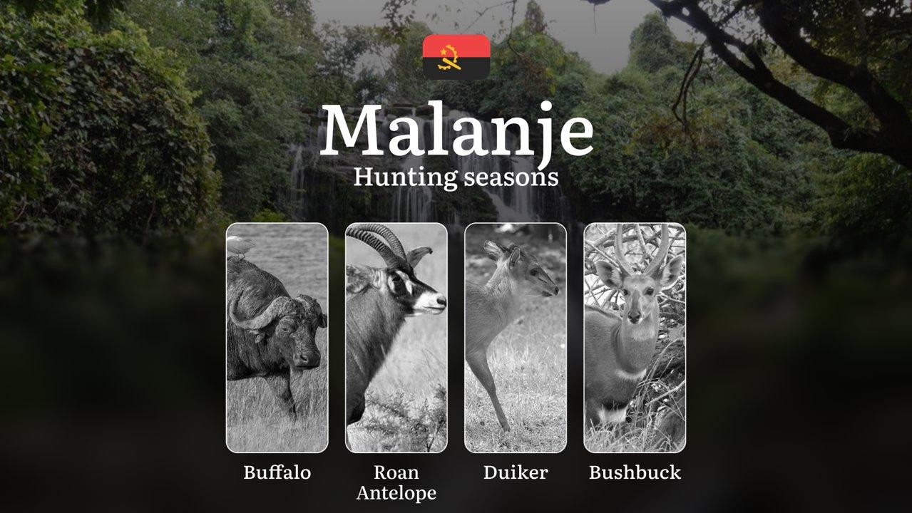 Hunting in Malanje: Understanding Hunting Calendar, Legal Permits and Restrictions, Local Hunting Traditions