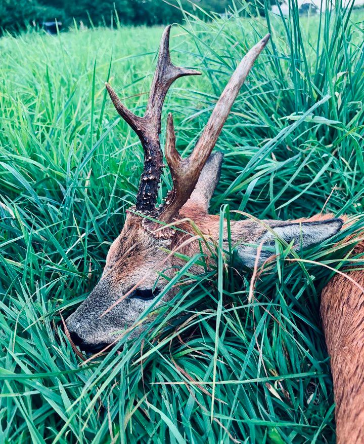 Group Roe Deer Hunt with Smoothbore Shotguns