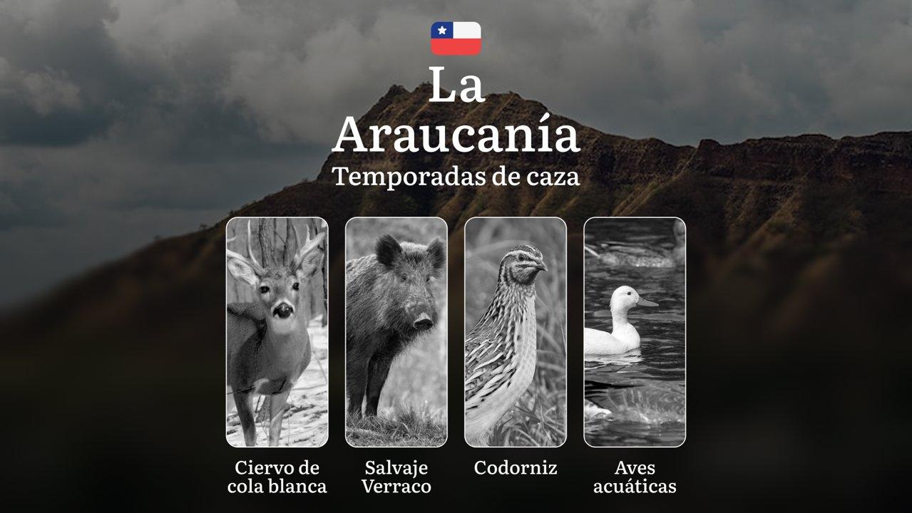 Temporadas de Caza en la Región de La Araucanía, Chile: Fechas, permisos, reglas y mejores épocas para la caza y los cazadores