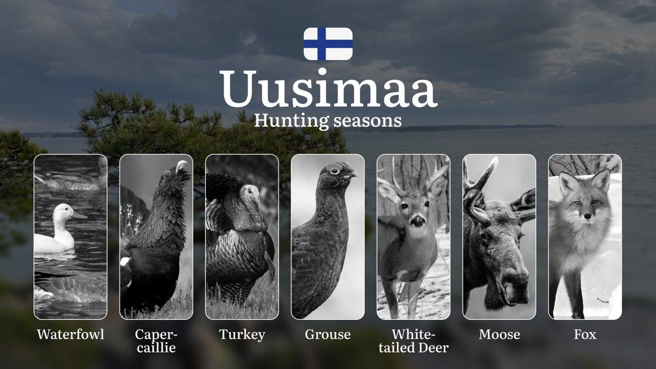 Hunting Seasons in UUSIMAA: Key Dates, Required Licenses, Seasonal Variations,  Prohibitions and Vital Rules

Uusimaa's hunting seasons blend traditional practices with m
